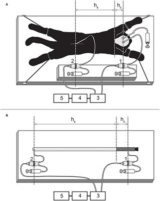 Cerebrospinal fluid micro-volume changes inside the spinal space affect intracranial pressure in different body positions of animals and phantom